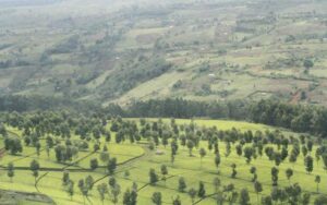 Should you buy a 50 by 100 plot of land?